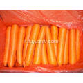 XIAMEN 316 MIGLIOR CAROTA